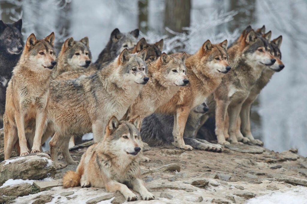 A pack of wolves standing in a forest, staring off into the distance